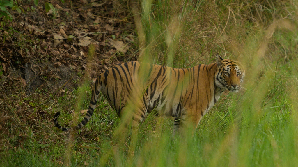 bengal tiger in a grassy gully looking at camera
