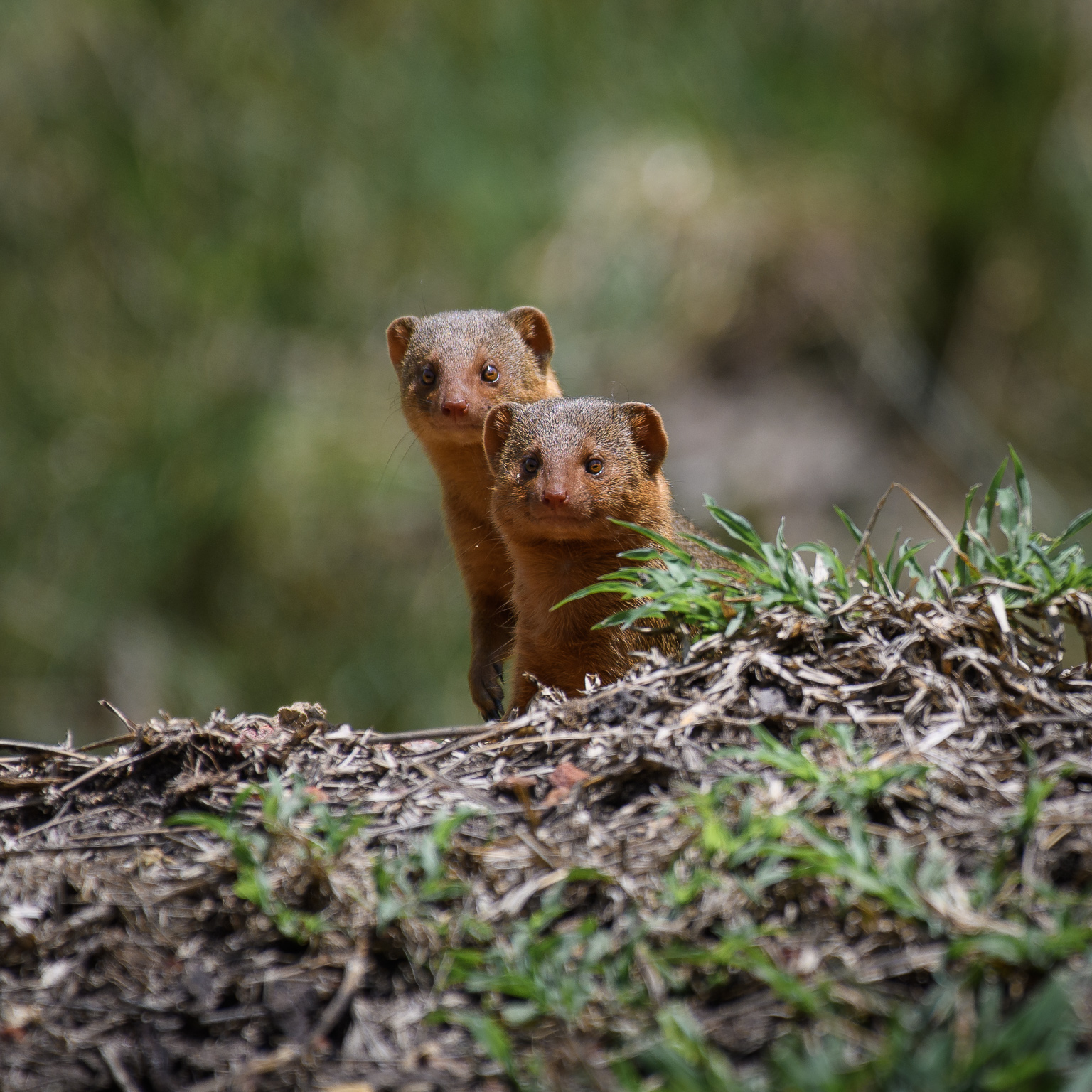 A pair of curious dwarf mongoose staring at the photographer in Masai mara Africa