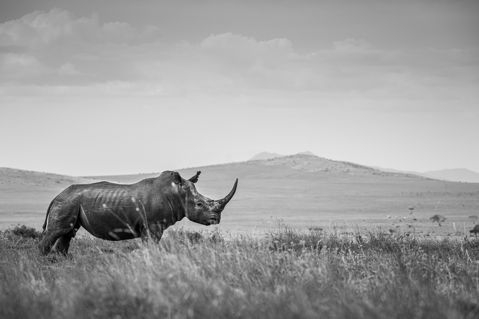 A black rhinoceros with large horn standing against a Kenyan backdrop of mountains in black and white.