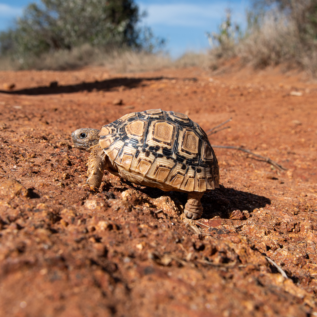 A low angle picture of an African tortoise crossing a red mud road in Zimanga, Africa