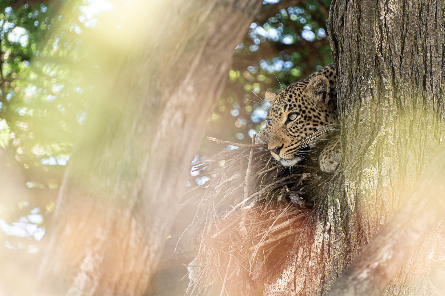 African Leopard in a hoopoe nest up a tree with coloured bokeh from plants surrounding its head
