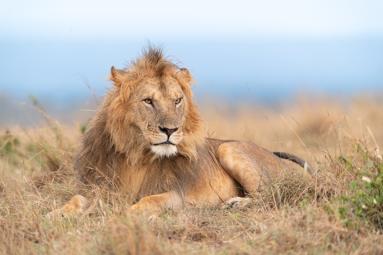 Lion sitting in golden grass with blue out of focus sky background