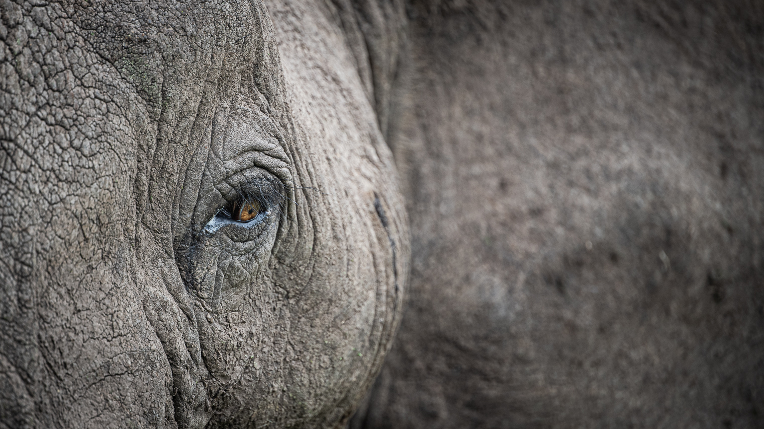 Closeup image of an African elephant in Masai mara with orange eye wide open