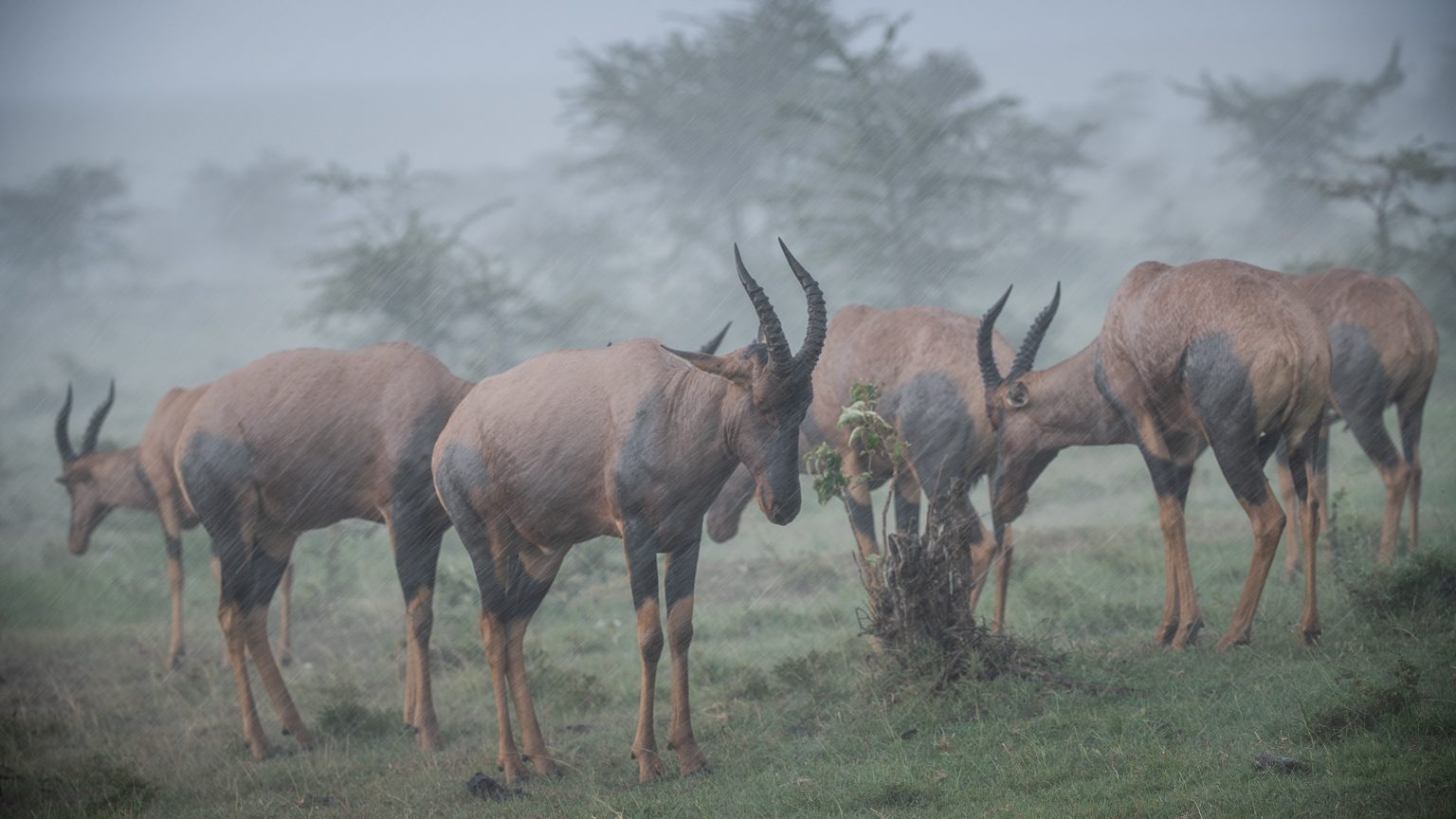 Group of Topi standing in pouring rain in Masai mara looking wet and miserable