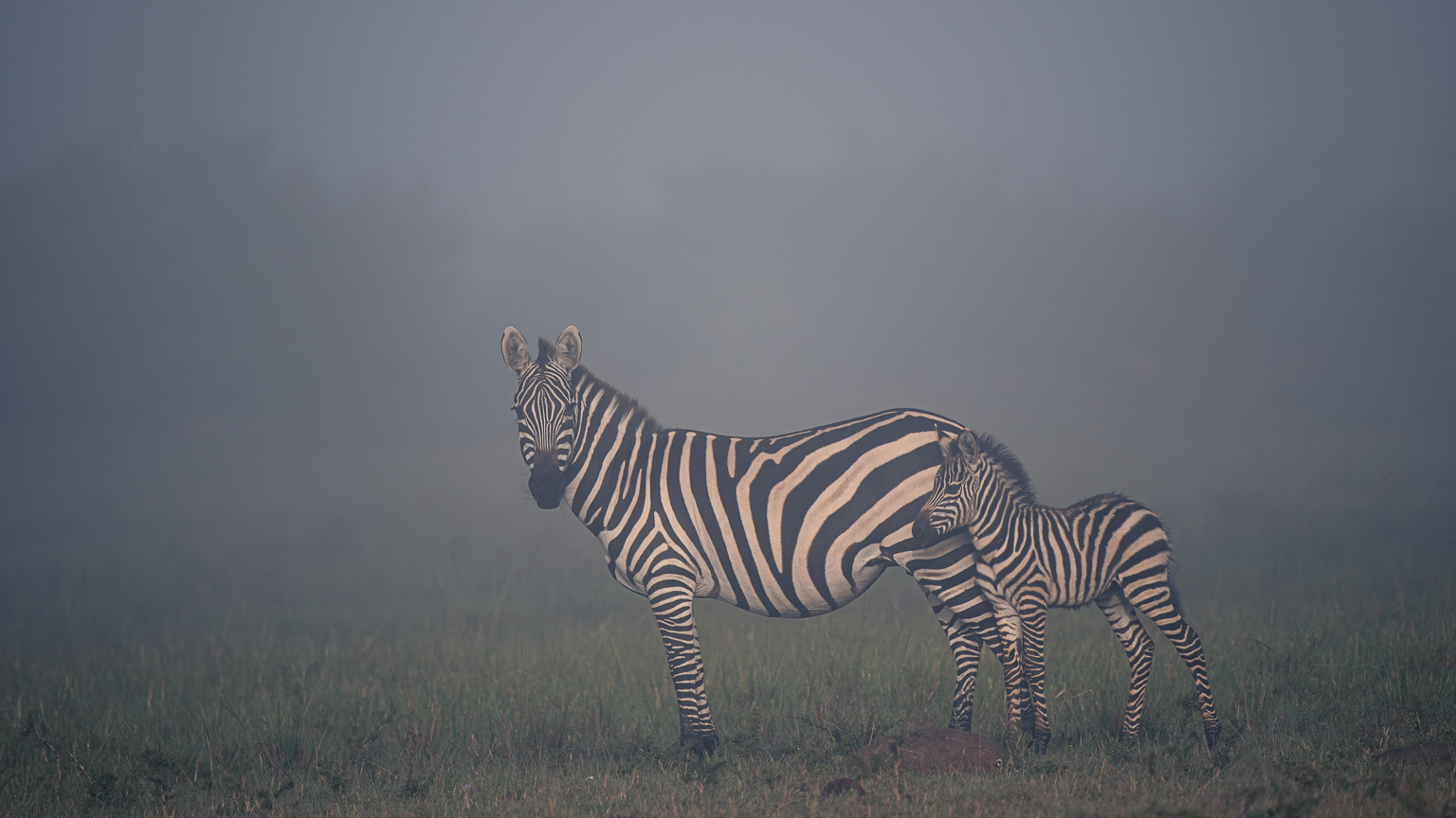 Mother and baby zebra standing in early morning mist in Masai mara with sunlight on them