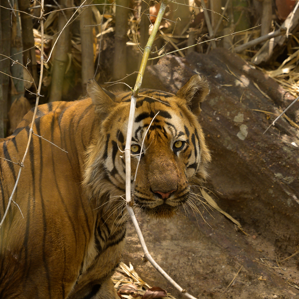 Closeup Tiger headshot with tiger looking through some bushes in Bandhavgarh. Taken by Ian Mears