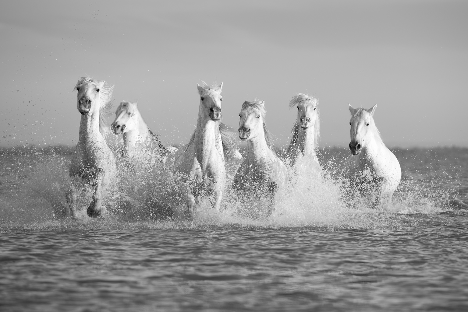 a group of white horses in the camargue running through the surf towards the camera splashing water up. taken by ian mears