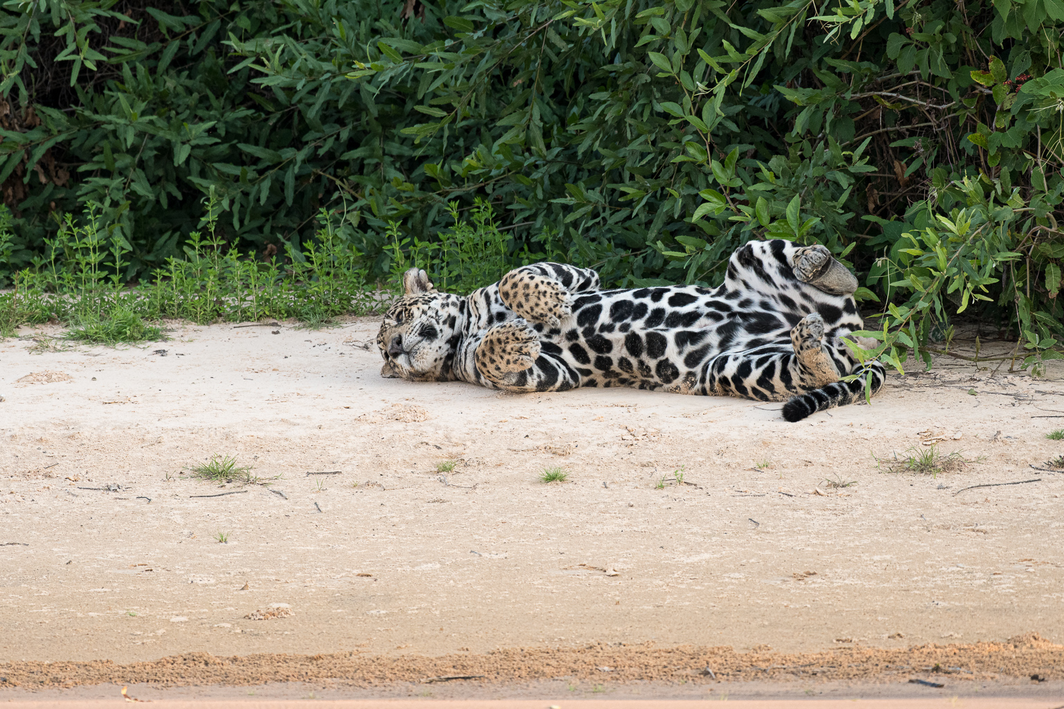 Jaguar laying on its back showing belly while lying on a beach. Taken in the Pantanal, Brazil by Ian Mears