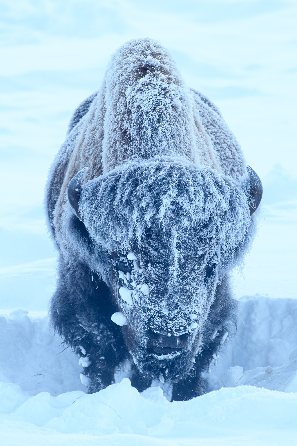 frost and snow covered Bison standing head on in Yellowstone Park. Taken by Ian Mears