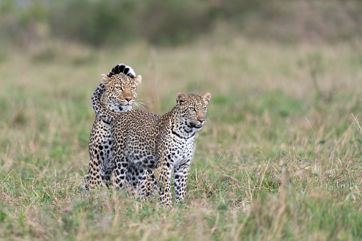 two leopards interacting with one wrapping tail around the head of another. Received the Highly Honoured award in Natures Best photo competition 2023. Taken by Ian Mears in Kenya