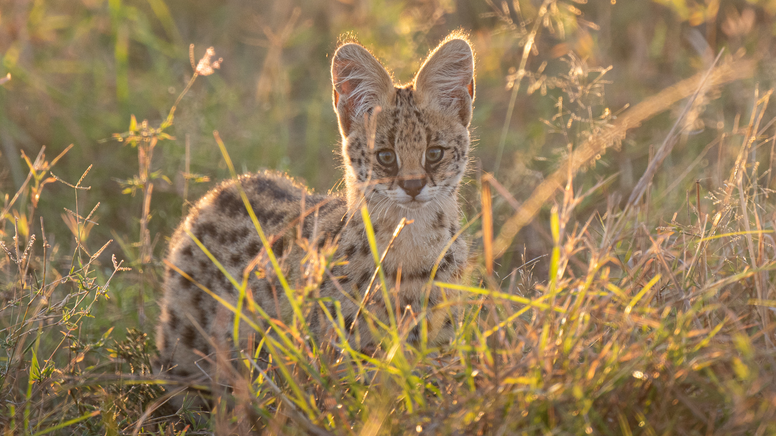A serval kitten in long grass looking at the camera with sunrise shining light from the right. taken in masai mara, kenya by ian mears