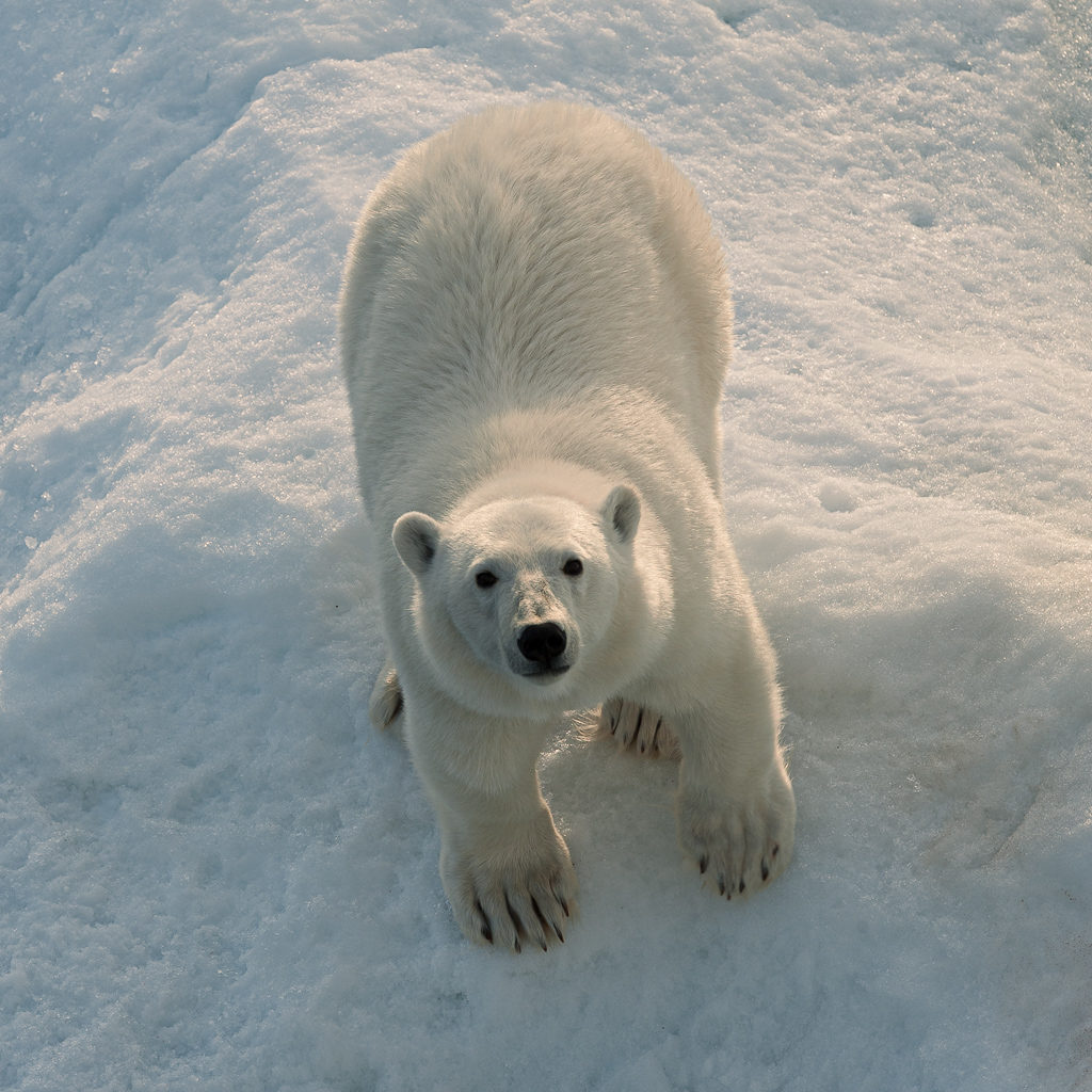 Polar bear looking upwards straight into the camera. Taken in spitzbergen, svalbard, arctic by ian mears