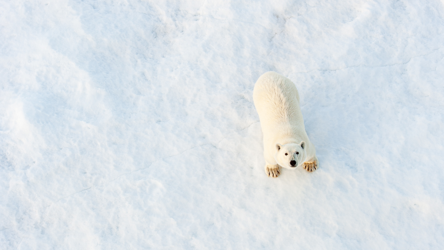 polar bear looking up at camera whilst standing on sea ice. Taken in svalbard by ian mears