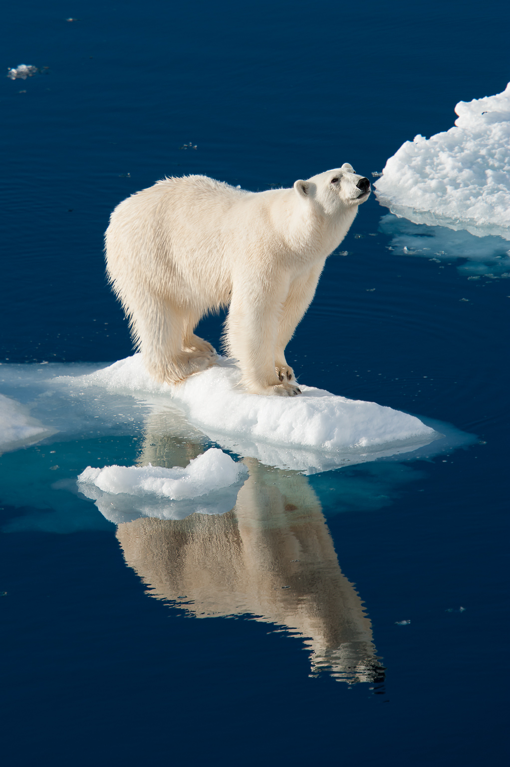 polar bear standing on small outcrop of sea ice against very blue sea. looks like glacier mint bear. taken by ian mears in svalbard